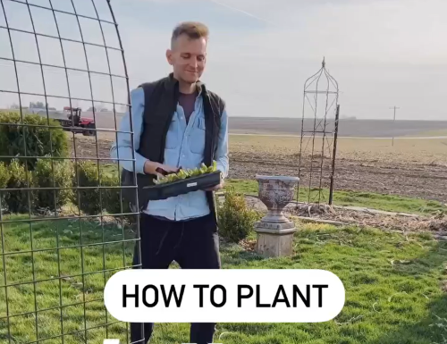 how to plant lettuce with Kaleb Wyse