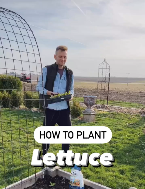 how to plant lettuce with Kaleb Wyse