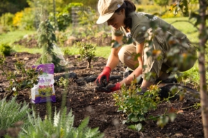planting with organic fertilizer