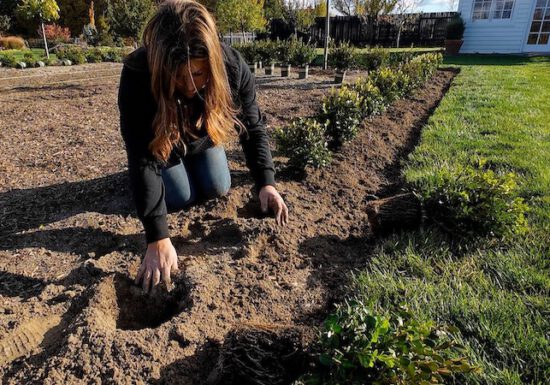 Laura from Garden Answer Planting Boxwood plants