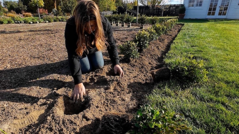 Laura from Garden Answer Planting Boxwood plants