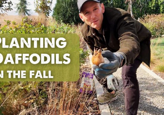 Kaleb Wyse showing a daffodil bulb