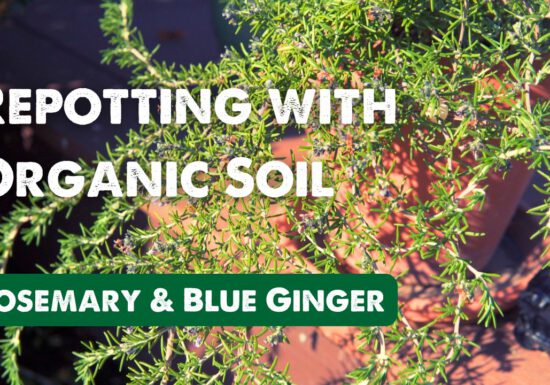 Rosemary plant in a pot