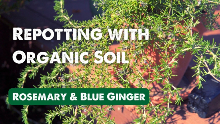 Rosemary plant in a pot