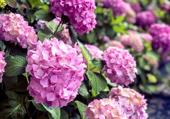 Pink Hydrangeas