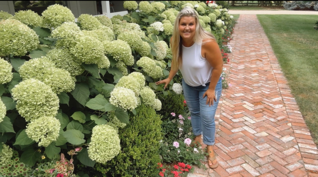 Skye Hamilton's Hydrangeas in full bloom