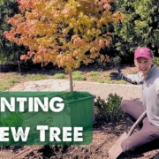 Kaleb Wyse planting a new tree