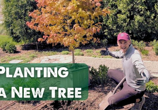 Kaleb Wyse planting a new tree