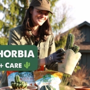 Summer Rayne Oakes - repots her Euphorbia plants