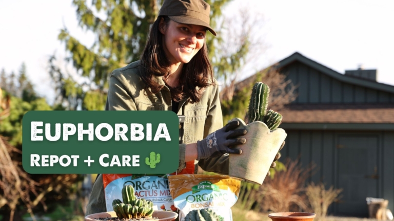 Summer Rayne Oakes - repots her Euphorbia plants