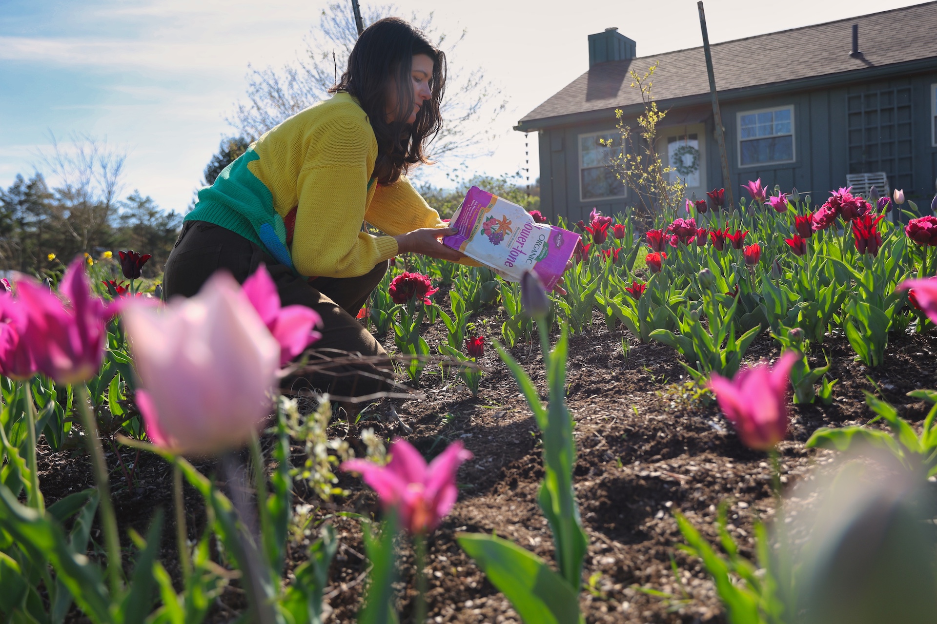 Summer Rayne Oakes Feeding tulips with Espoma Organic Flower-tone