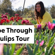 Summer Rayne Oakes in her tulip garden