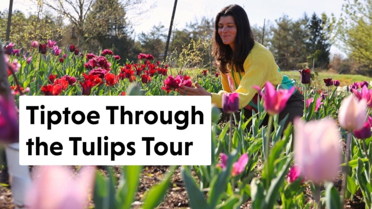 Summer Rayne Oakes in her tulip garden