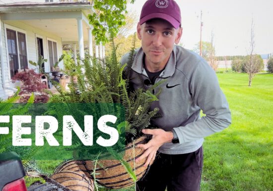 Kaleb Wyse planting ferns