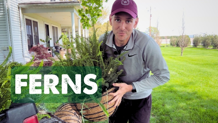 Kaleb Wyse planting ferns
