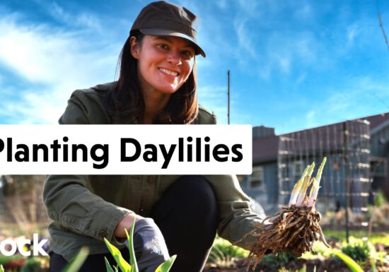 Summer Rayne Oakes with Daylilies