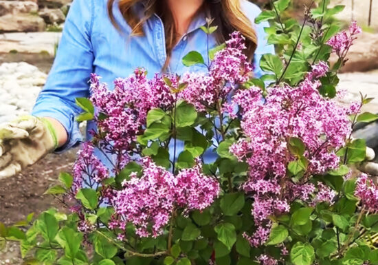 Laura from Garden Answer planting a lilac bush