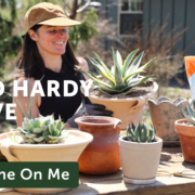 Summer Rayne Oakes repotting agave plants