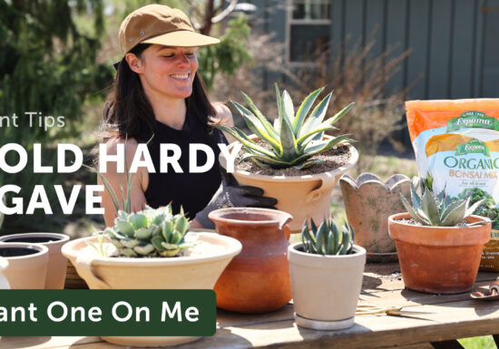 Summer Rayne Oakes repotting agave plants