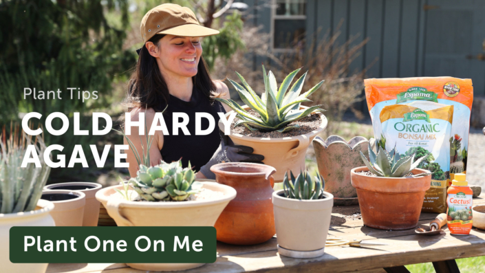 Summer Rayne Oakes repotting agave plants