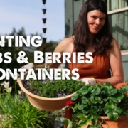 Summer Rayne Oaks Planting herbs and berries in containers
