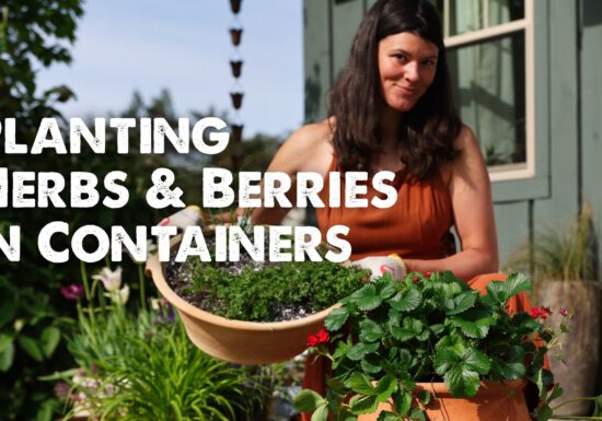 Summer Rayne Oaks Planting herbs and berries in containers
