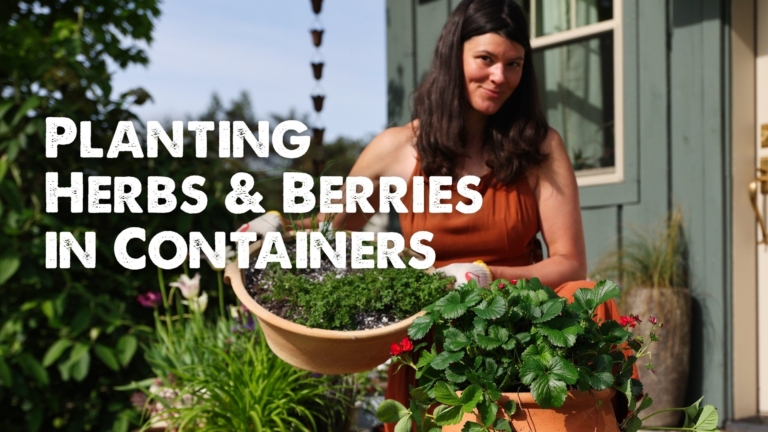 Summer Rayne Oaks Planting herbs and berries in containers
