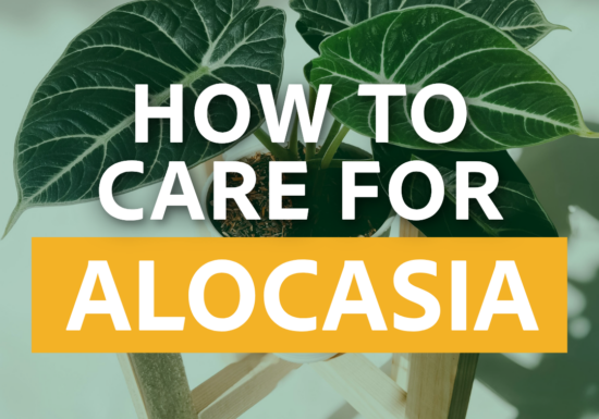 How to Care for Alocasia