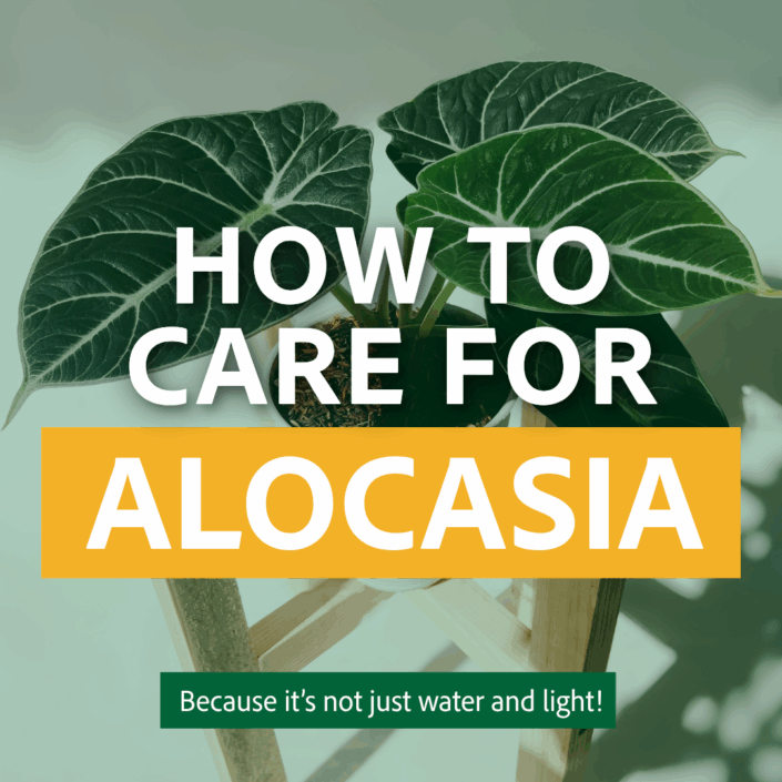 How to Care for Alocasia