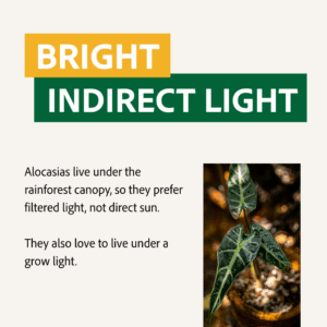Alocasia like bright indirect light 