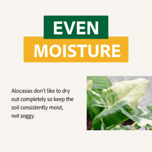Alocasia like even moisture