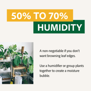 Alocasia like 50% to 70% humidity