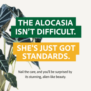 The Alocasia isn't difficult to grow, give it a try! (graphic) 