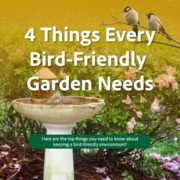 Bird friendly garden needs