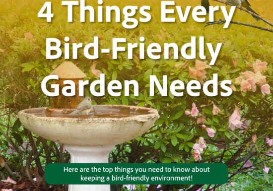 Bird friendly garden needs