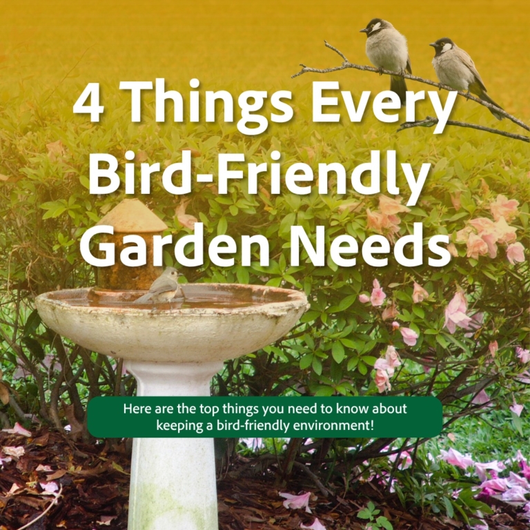 Bird friendly garden needs