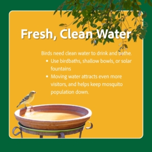 add fresh clean water to your bird friendly garden 