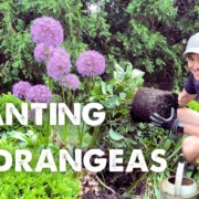 Kaleb Wyse of Wyse Guide planting hydrangeas