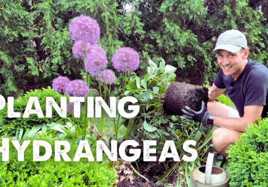 Kaleb Wyse of Wyse Guide planting hydrangeas