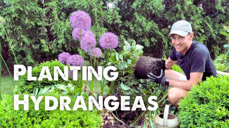 Kaleb Wyse of Wyse Guide planting hydrangeas