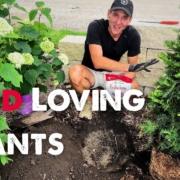 Kaleb Wyse Planting Hydrangeas and Yews