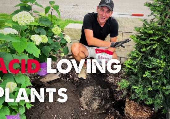 Kaleb Wyse Planting Hydrangeas and Yews