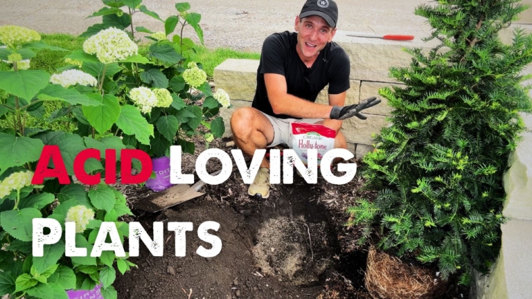 Kaleb Wyse Planting Hydrangeas and Yews