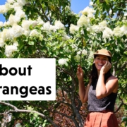 Summer Rayne Oakes and hydrangeas