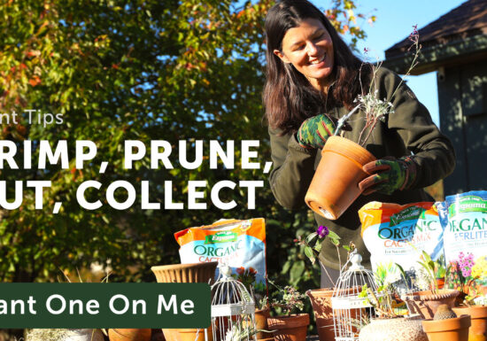 Summer Rayne Oakes repotting plants for the winter