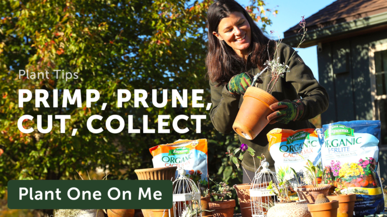 Summer Rayne Oakes repotting plants for the winter