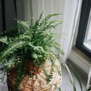 Indoor Fern in a pot