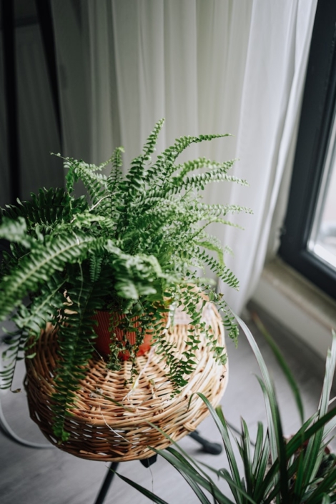 Indoor Fern in a pot