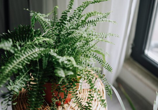 Indoor Fern in a pot