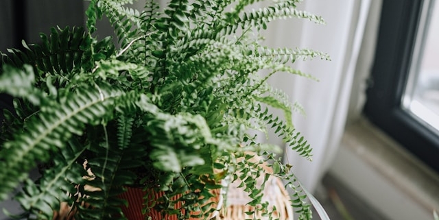 Indoor Fern in a pot